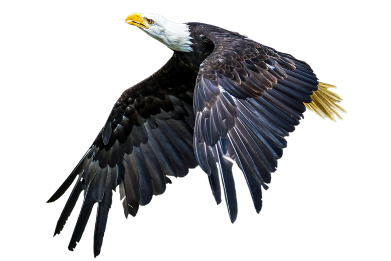 Adler in der Luft